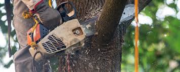 Best Commercial Tree Services  in Three Oaks, FL