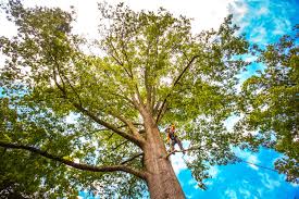 Best Storm Damage Tree Cleanup  in Three Oaks, FL