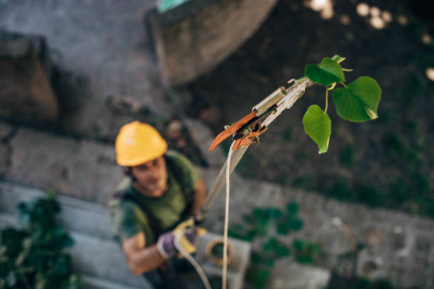 How Our Tree Care Process Works  in  Three Oaks, FL