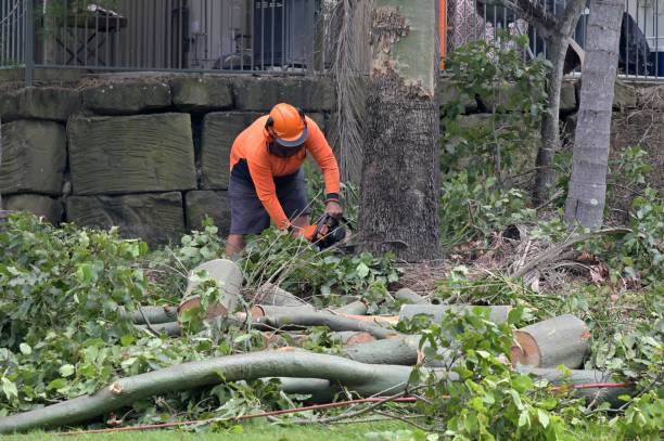 Best Tree Preservation Services  in Three Oaks, FL